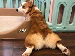 -柯斗斗主题餐厅·狗咖·围炉煮茶·茶饮(国瑞升平里店)