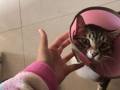 -伟伟宠物医院·瑞派猫友好医院·猫科(光谷店)