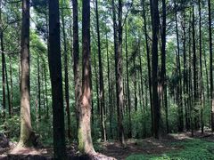 -山王坪喀斯特国家生态公园