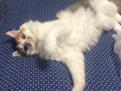 -上海龙吴水胜海发市场