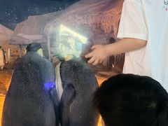 -海合安武汉极地海洋公园