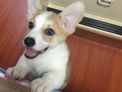 -翊宠yipet猫狗购宠庄园犬舍•猫舍