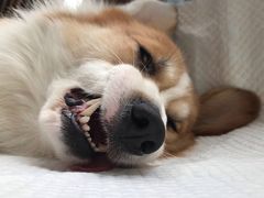 -灵美宠物诊所