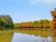 -上海海湾国家森林公园