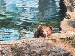 -深圳野生动物园