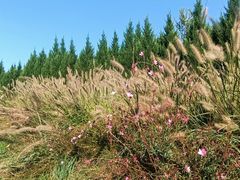 -汉长安城未央宫国家考古遗址公园