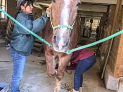 -神户市立六甲山牧场