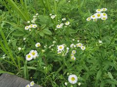 -西北湖绿化广场