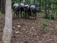 -清迈夜间动物园