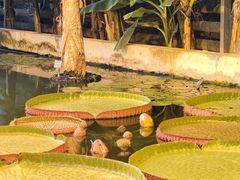 -国家植物园南园