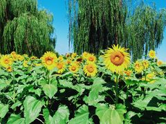 -廊坊文化艺术中心