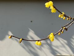 -无锡梅园公园