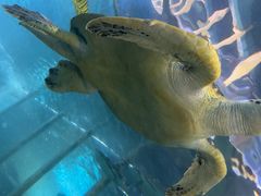 -太平洋海底世界