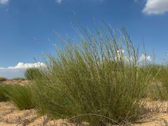 -银肯塔拉沙漠生态旅游景区