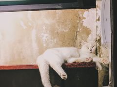 纪念品-猫咪博物馆(顶澳仔猫街店)