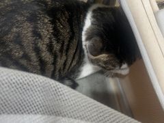 -四月宠物医院·猫专科·心脏专科·内科(转塘店)