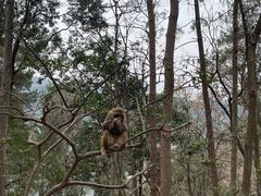 -黔灵山公园