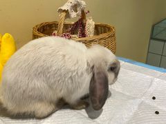 -RU DUCK柯尔鸭公社·撸鸭俱乐部·羊驼·小香猪