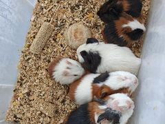 -中环花鸟鱼虫市场