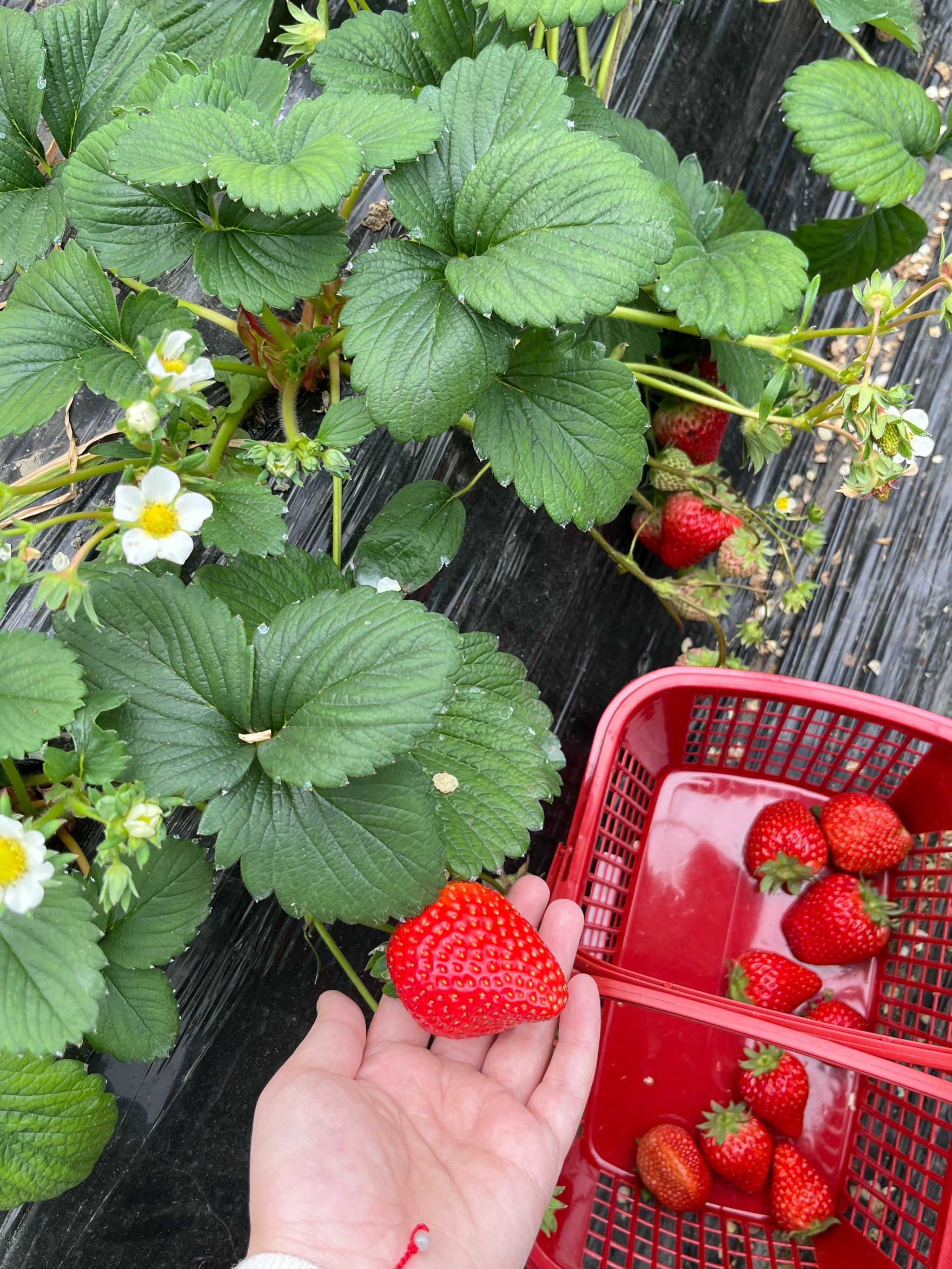 超值草莓园🍓!
