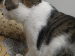 -特一安24小时宠物医院·骨科·中兽医