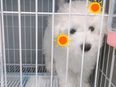 -翊宠yipet猫狗购宠庄园犬舍•猫舍