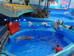 -海合安成都极地海洋公园