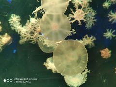 -珠海长隆海洋王国