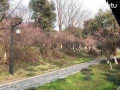 -八大山人梅湖景区
