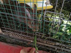 -小鱼草莓采摘园农家乐·小鱼餐厅