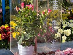 -南山植物园