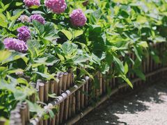 -上海共青森林公园