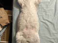 -黄河佬.油泼黄河鲤鱼.地道陕菜(百米大道店)