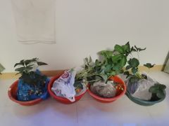 -喜杨洋草莓采摘园