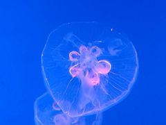 -芜湖新华联大白鲸海洋公园