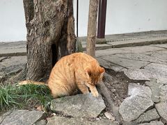 -西园戒幢律寺