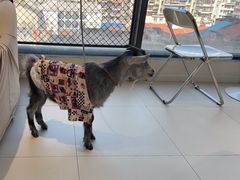 -怪兽屋·羊驼·猫咖·狗咖(俊华广场店)