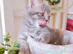 -十年猫舍·猫咪专门店(普陀店)