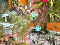 -正佳雨林生态植物园