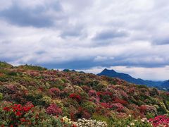 -贵州百里杜鹃风景名胜区