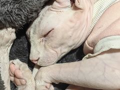 -有猫主题·治愈系猫咖(曾厝垵店)