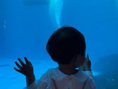 -海合安成都极地海洋公园