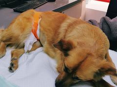 -爱侣宠医·鹦鹉专科·小型哺乳类·异宠专科(灵石路店)