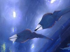 -成都浩海立方海洋公园