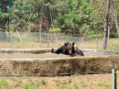 -秦皇岛野生动物园