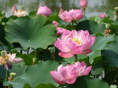 -成都南湖公园