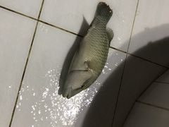 -海盗餐厅