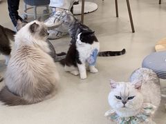-共舞时光猫咖·狗咖(新街口店)