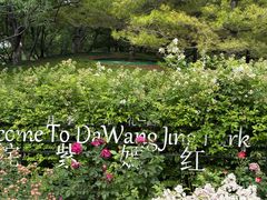 -大望京公园