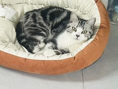 -乖乖宠物医院·猫科·急重症中心(车站北路分院)